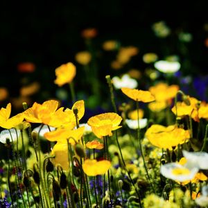 Close-up of wet flowers at night