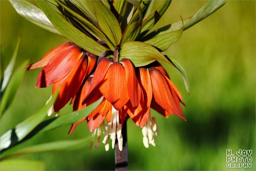 growth, flower, freshness, focus on foreground, close-up, beauty in nature, nature, petal, fragility, leaf, red, flower head, plant, blooming, orange color, day, outdoors, no people, green color, botany