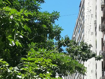 Low angle view of trees