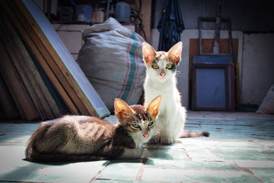 Portrait of kitten relaxing on floor