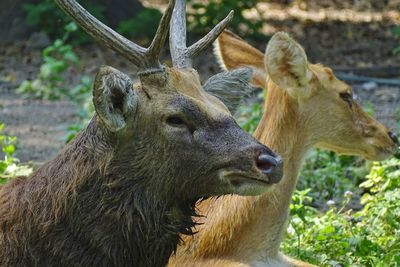 Swamp deer