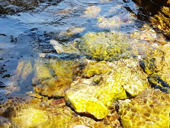 Reflection of trees in pond