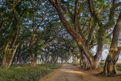 Road amidst trees in forest