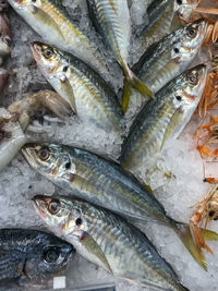 Close-up of fish for sale in market