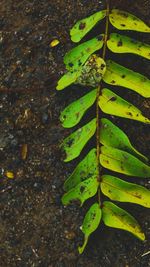 High angle view of green leaves on tree trunk