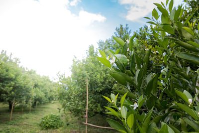 Trees growing in farm against sky