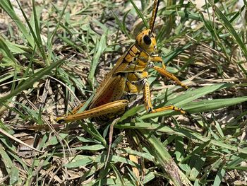 Close-up of insect on plant in field