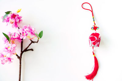 Close-up of pink flowers against white background