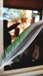 Close up of green plant