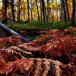 Trees in forest