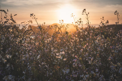 Close-up of flowering plants on field against sky during sunset