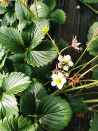 Close-up of flowers blooming outdoors