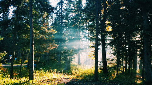 Trees growing in a forest