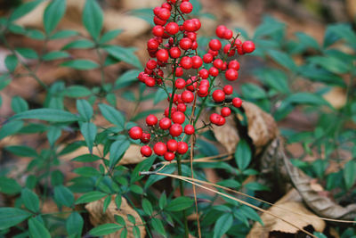 Close-up of red berries growing on plant