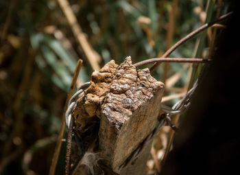 Close-up of dried plant on branch