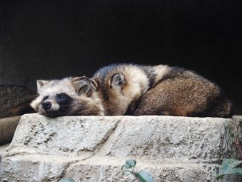 Close-up of a cat resting on rock