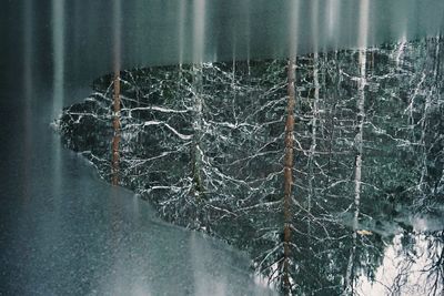 Close-up of tree against water