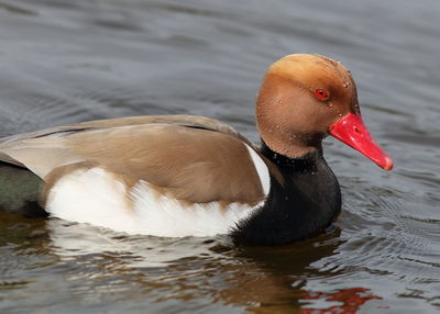 Close-up of duck swimming in lake