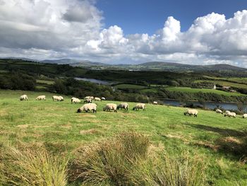 Sheep in a field