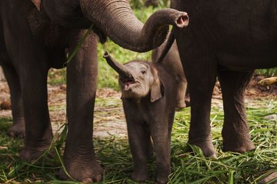 Elephants and calf standing on land in forest