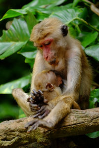 Baby monkey breast-feeding from its mother.