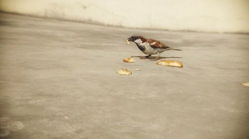 Close-up of bird eating food in water