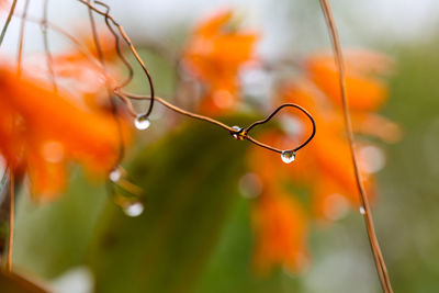 Close-up of leaf