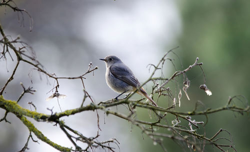 Low angle view of bird perching on tree