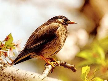 Close-up of bird perching on branch