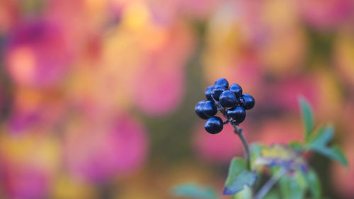 Close-up of berries growing outdoors