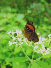 Close-up of butterfly pollinating on flower