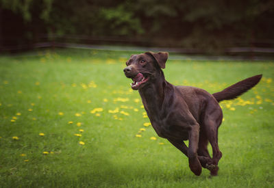 Dog looking away on field