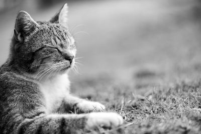 Close-up of a cat looking away