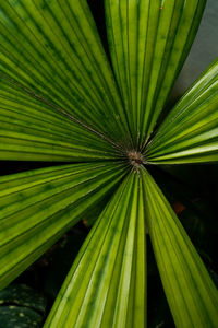 Close-up of palm tree