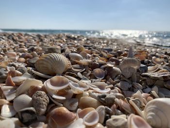 Close-up of shells on beach against sky