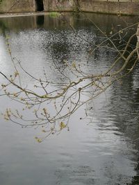 Reflection of tree in lake