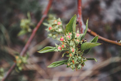 Close-up of flowering plant