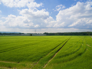 Scenic view of agricultural field against sky