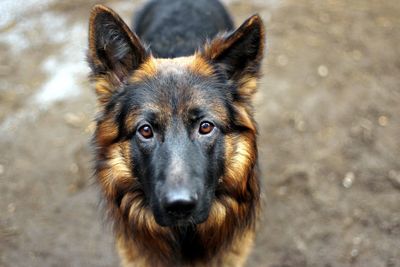 Close-up portrait of dog standing on field