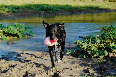 Black dog running in water