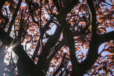 Low angle view of trees against sky