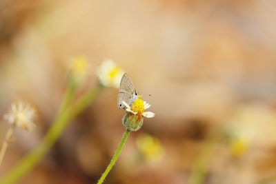 Little white butterfly on yellow white flower, butterfly insect closeup