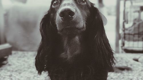 Close-up portrait of animal