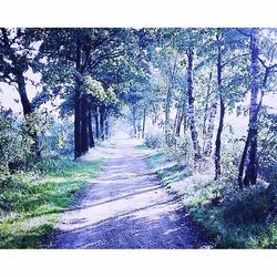 Narrow pathway along trees