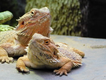 Close-up of a lizard