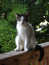 Portrait of cat sitting on wood in yard
