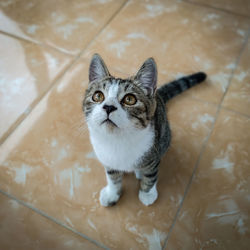 High angle portrait of cat on floor