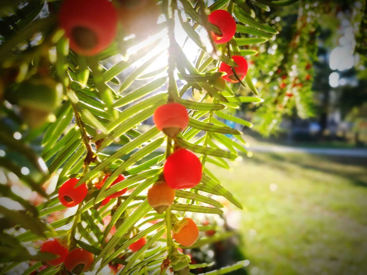 CLOSE-UP OF FRUITS HANGING ON TREE