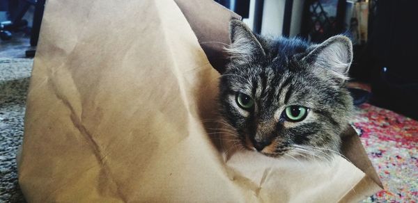 Close-up portrait of a cat