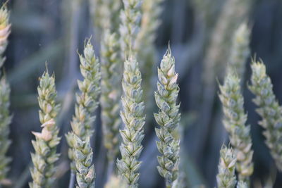 Close-up of flowering plants